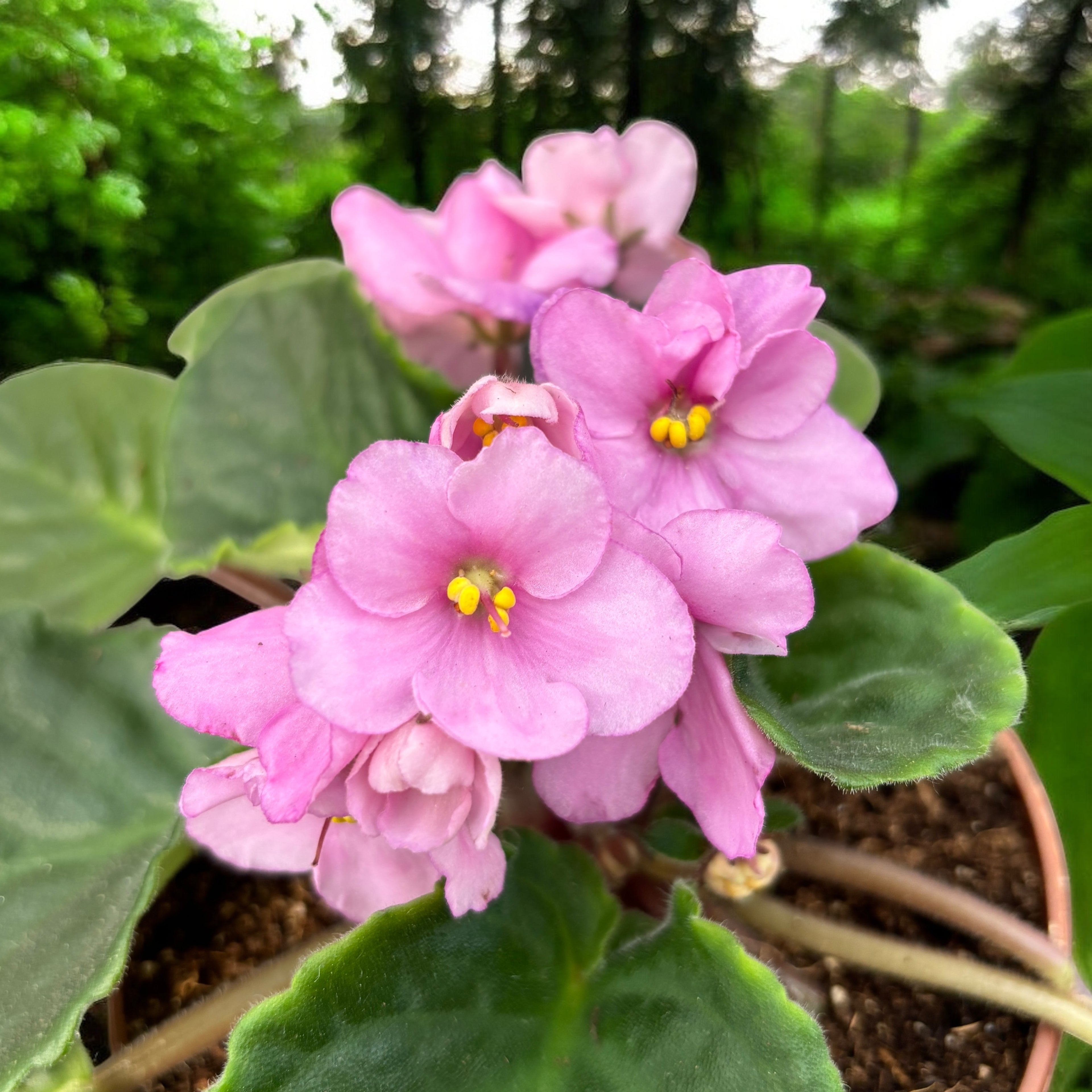 Violete roz - Saintpaulia Inova Spectra Eline