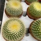 Parodia Chrysacanthion