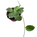 Hoya parasitica 'Heart Leaf Splash'