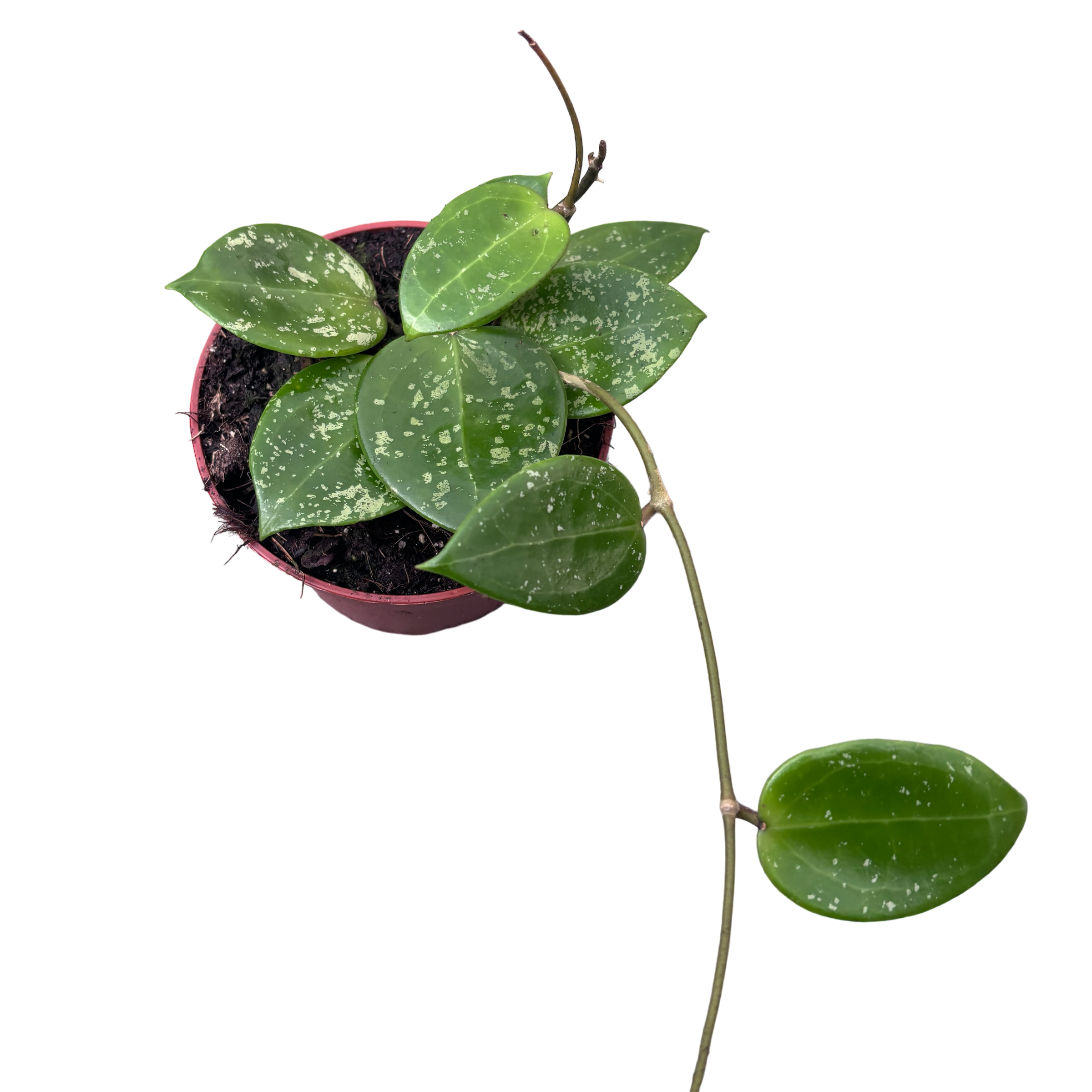 Hoya parasitica 'Heart Leaf Splash'