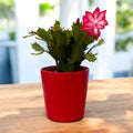 Schlumbergera truncata ‘Flame Red’ -  cactus de Craciun