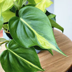 Philodendron scandens ‘Brasil’ (3-4 növény/cserép)