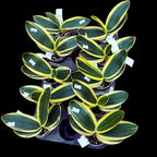 Phalaenopsis amabilis 'Variegata' (albomarginata)