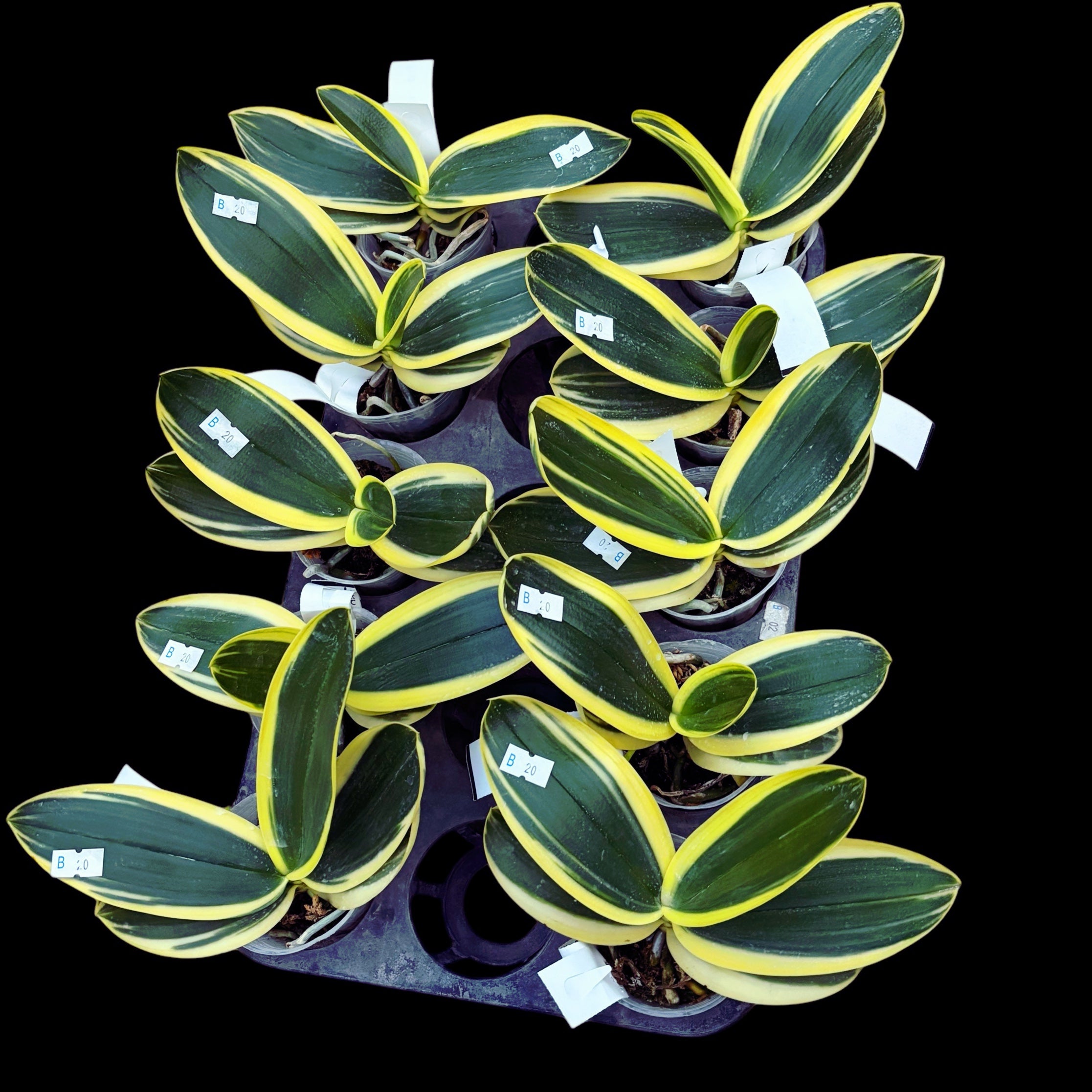 Phalaenopsis amabilis 'Variegata' (albomarginata)