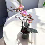 Phalaenopsis Aromio Oriental intenzivno mirisni cvjetovi