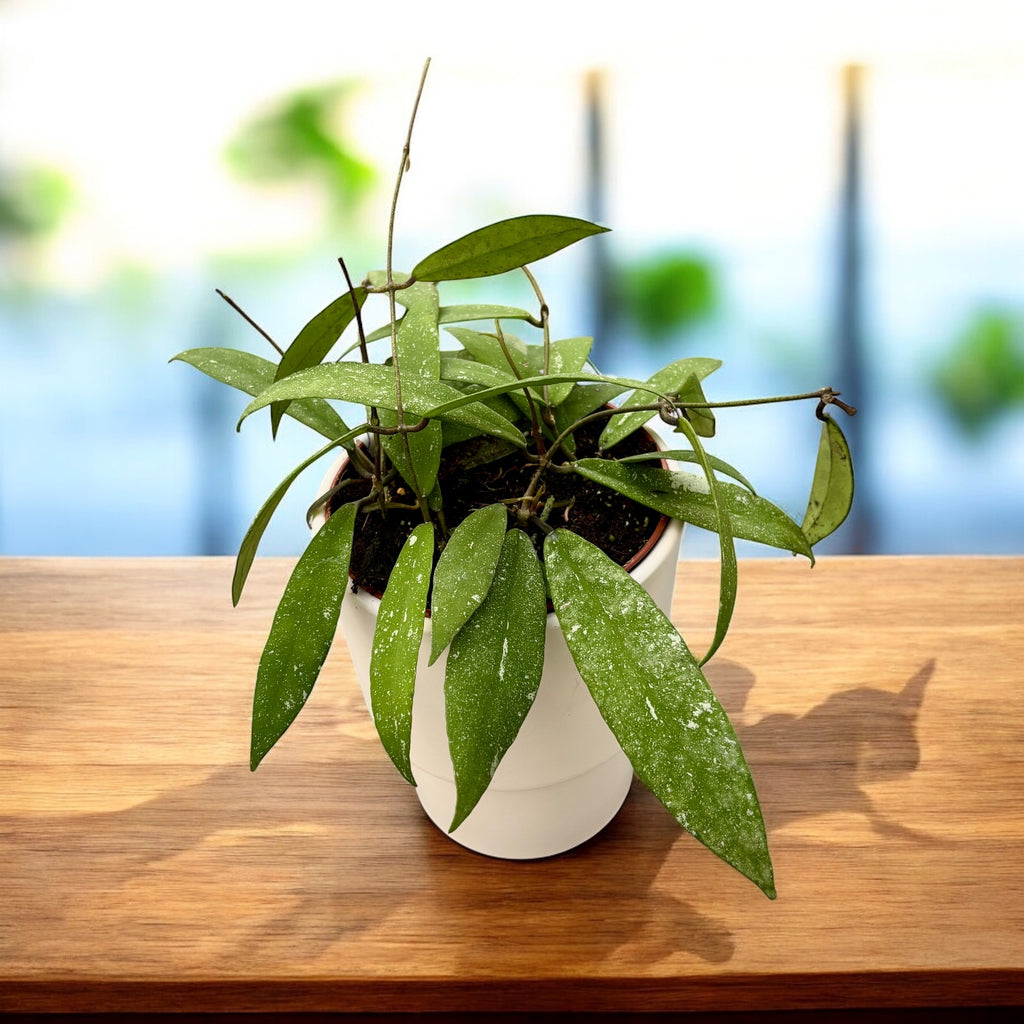 Hoya scortechinii 'Pink' (Hoya sp. UT-001) D12