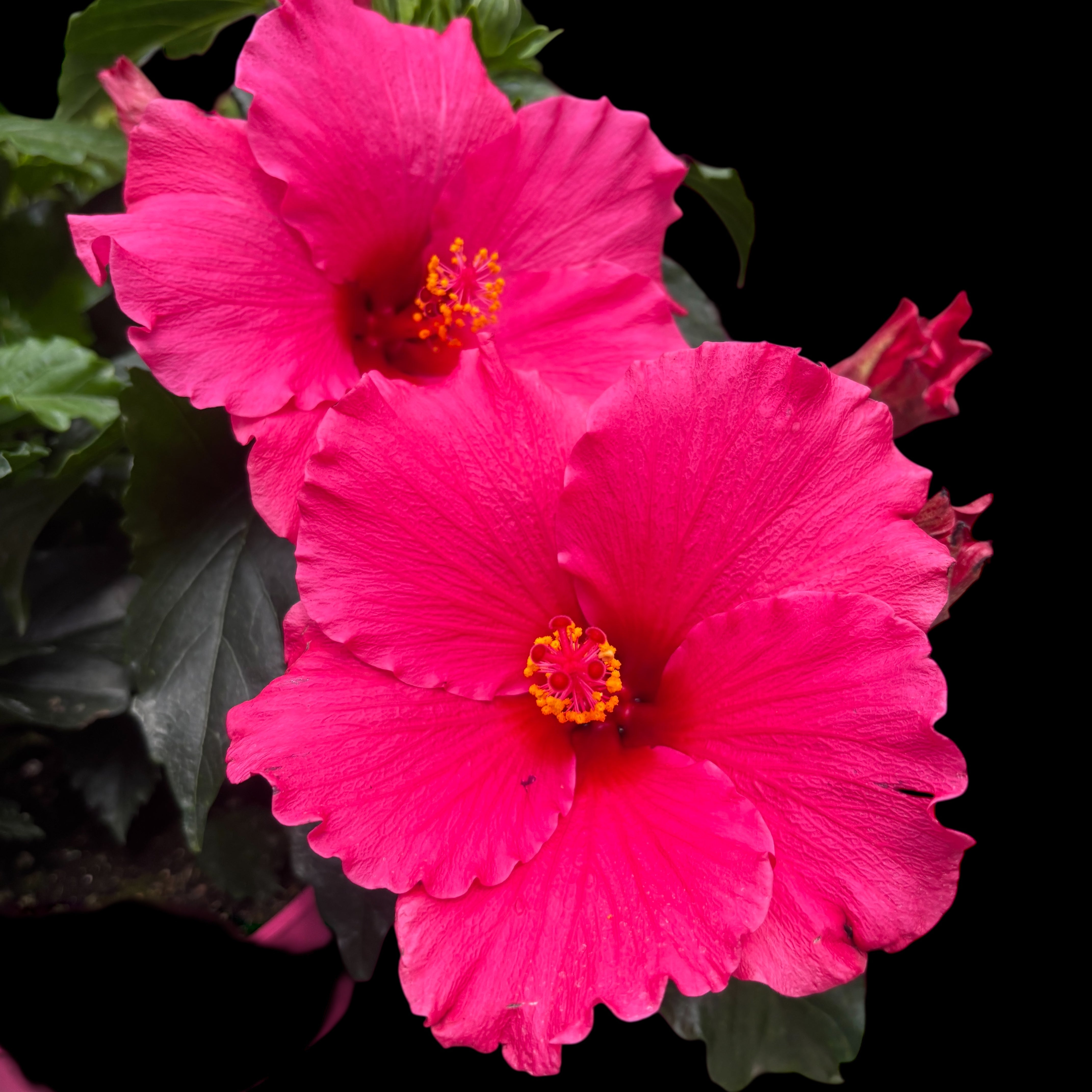 Hibiscus 'Juno'- flori XL roz intens – Secret Garden Plant Shop