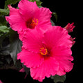Hibiscus 'Juno'- flori XL roz intens