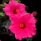 Hibiscus 'Juno'- flori XL roz intens