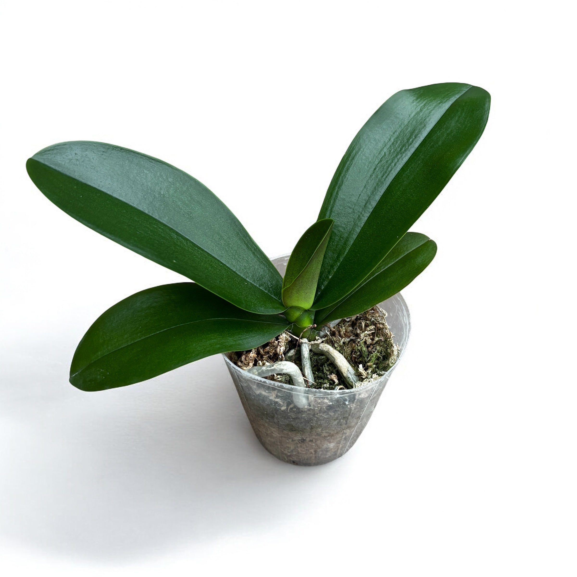 Phalaenopsis Yen Shuai Sweet Girl 'Shiny Girl' (Taïwan)