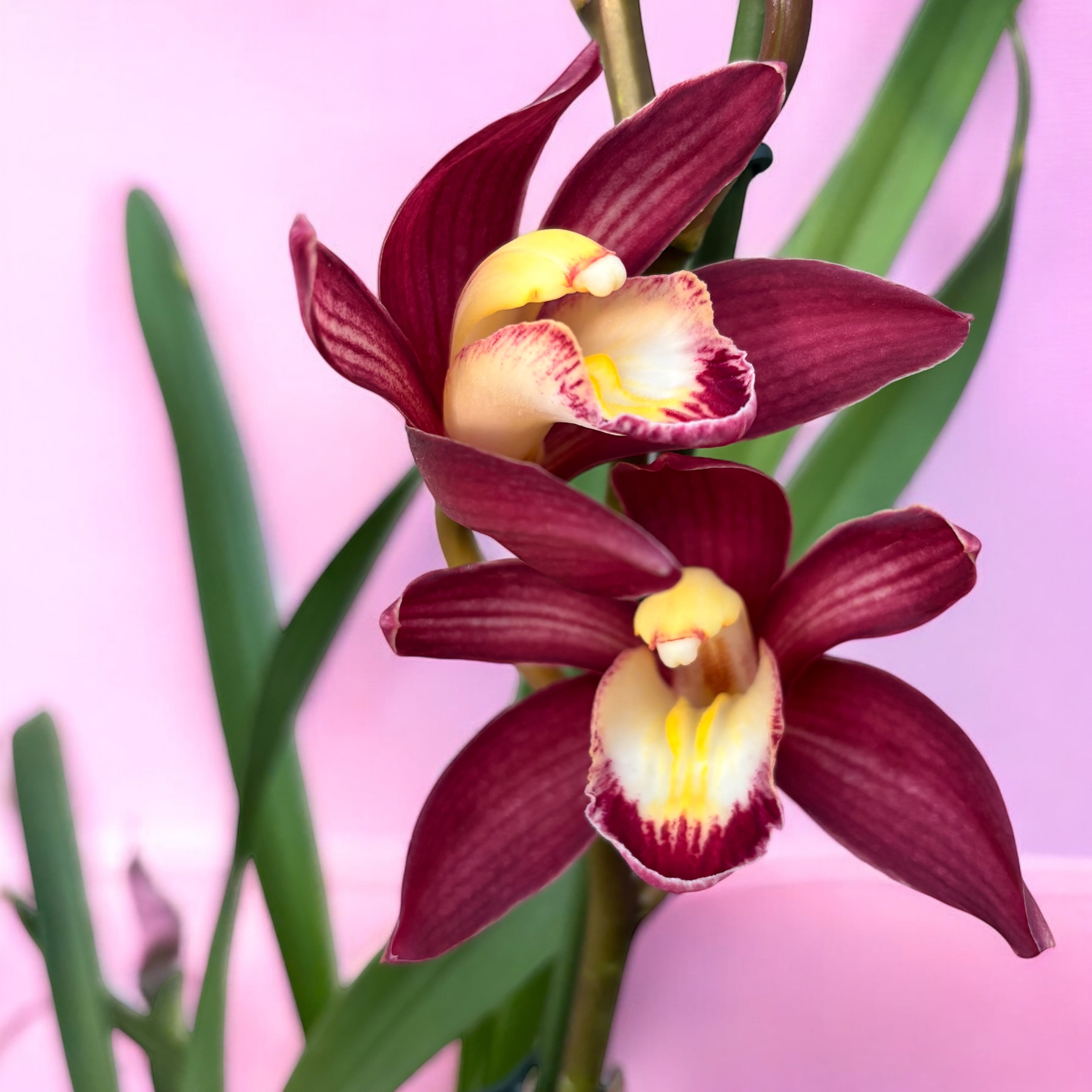 Cymbidium « Flèche Rouge »