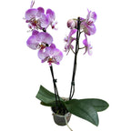 Phalaenopsis Jillion