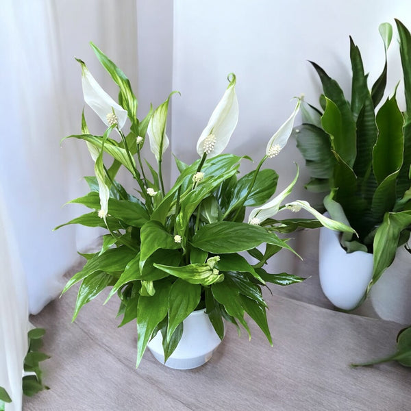 Friedenslilie - Spathiphyllum (reinigt die Luft) H30 cm