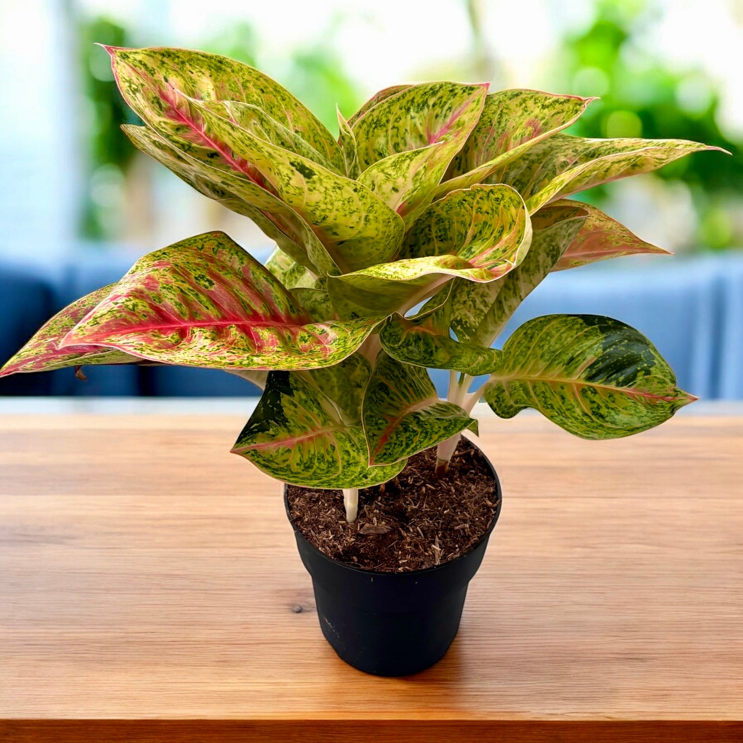 Aglaonema 'Grand Blossom’ - exemplare XL