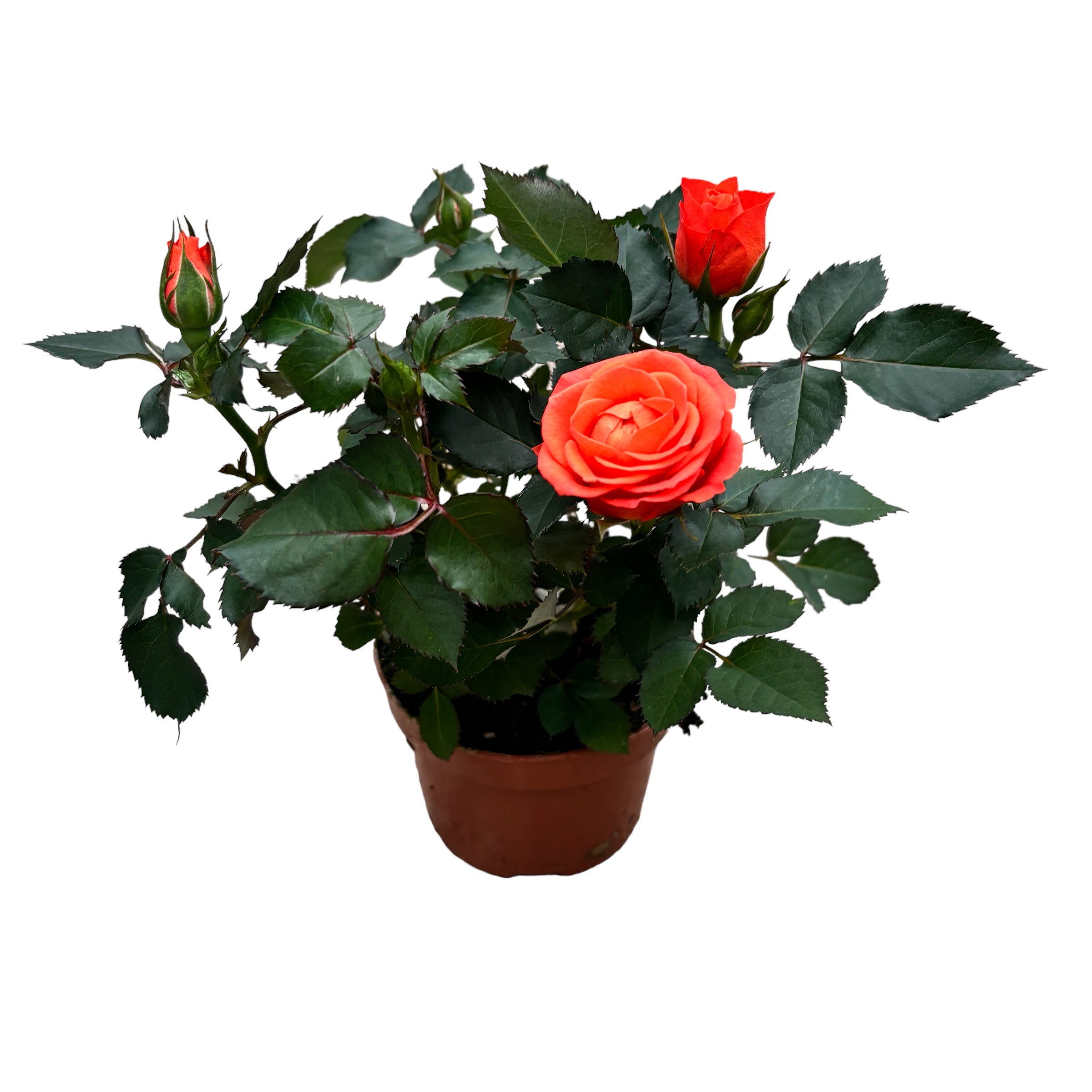 Trandafiri pitici portocalii de gradina - Rosa 'Orange Jewel' (3 plante/ghiveci) flori XL