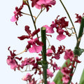 Oncidium Sharry Baby ‘Red Fantasy’ (flori intens parfumate)