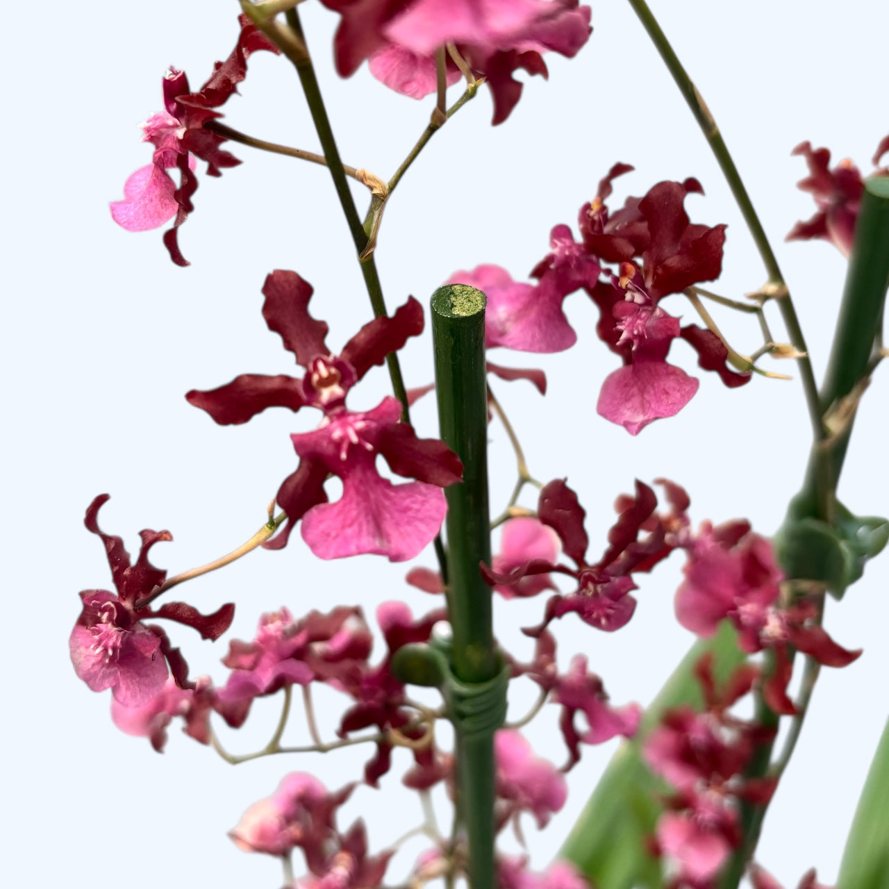 Oncidium Sharry Baby 'Red Fantasy' (intenzíven illatos virágok)