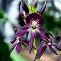 Encyclia 'Black Comet' (illatos virágok)