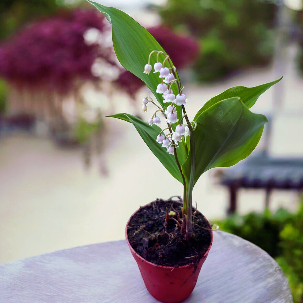 Růžové konvalinky - Convallaria majalis var. rosea (Margaritar, Konvalinka vonná)