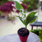 Lacramioare roz - Convallaria majalis var. rosea (Margaritar, Lily of the Valley)