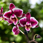 Phalaenopsis Younghome Kaleido