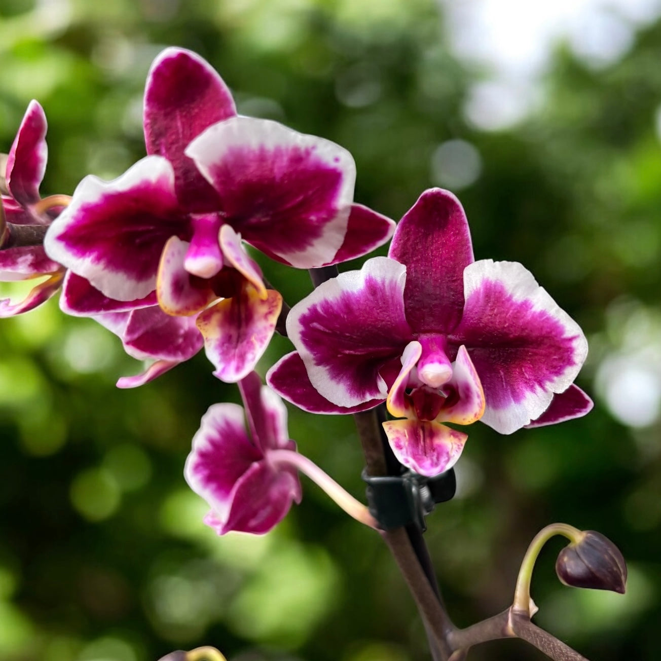 Phalaenopsis Younghome Kaleido
