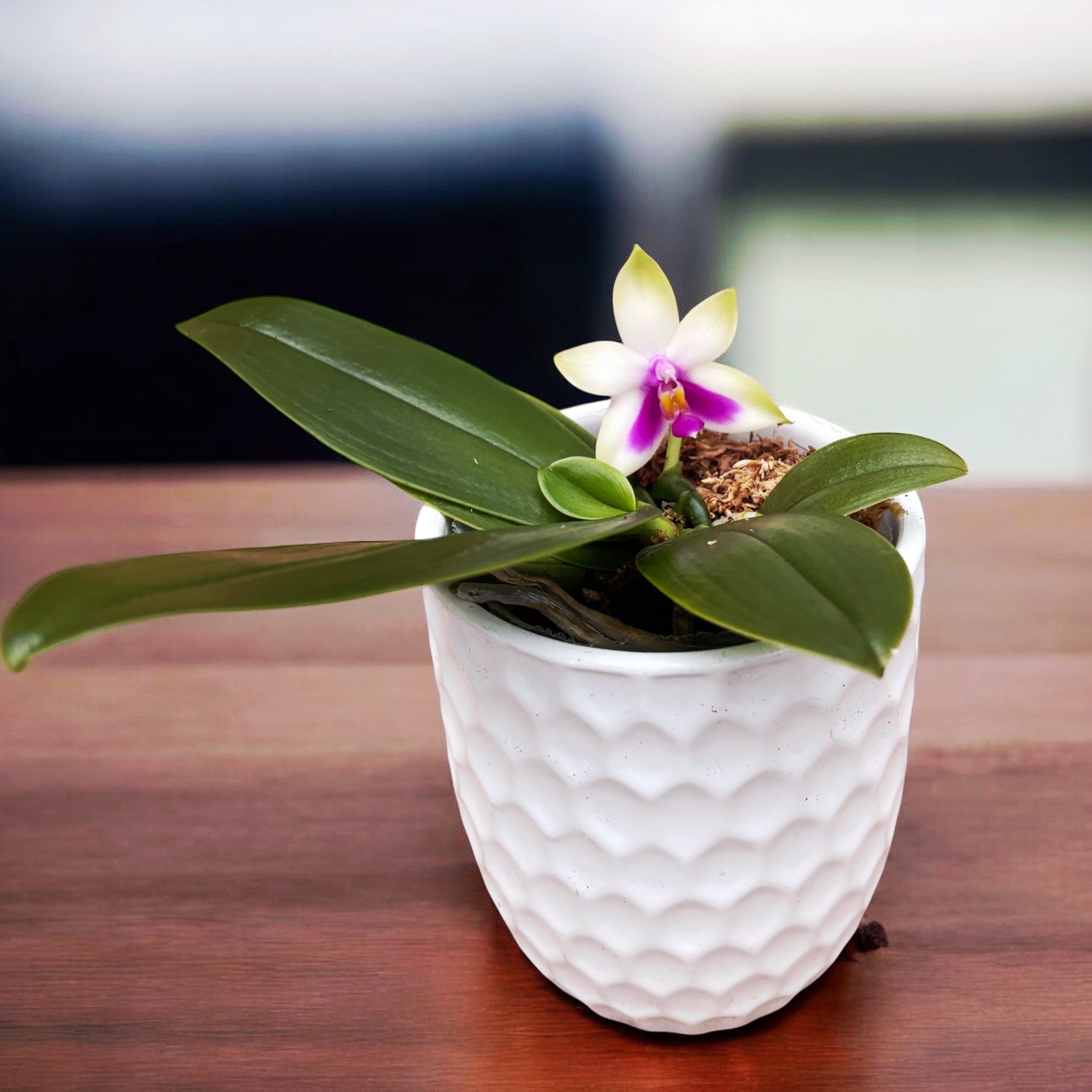 Phalaenopsis bellina 'Fire' - intensely fragrant flowers