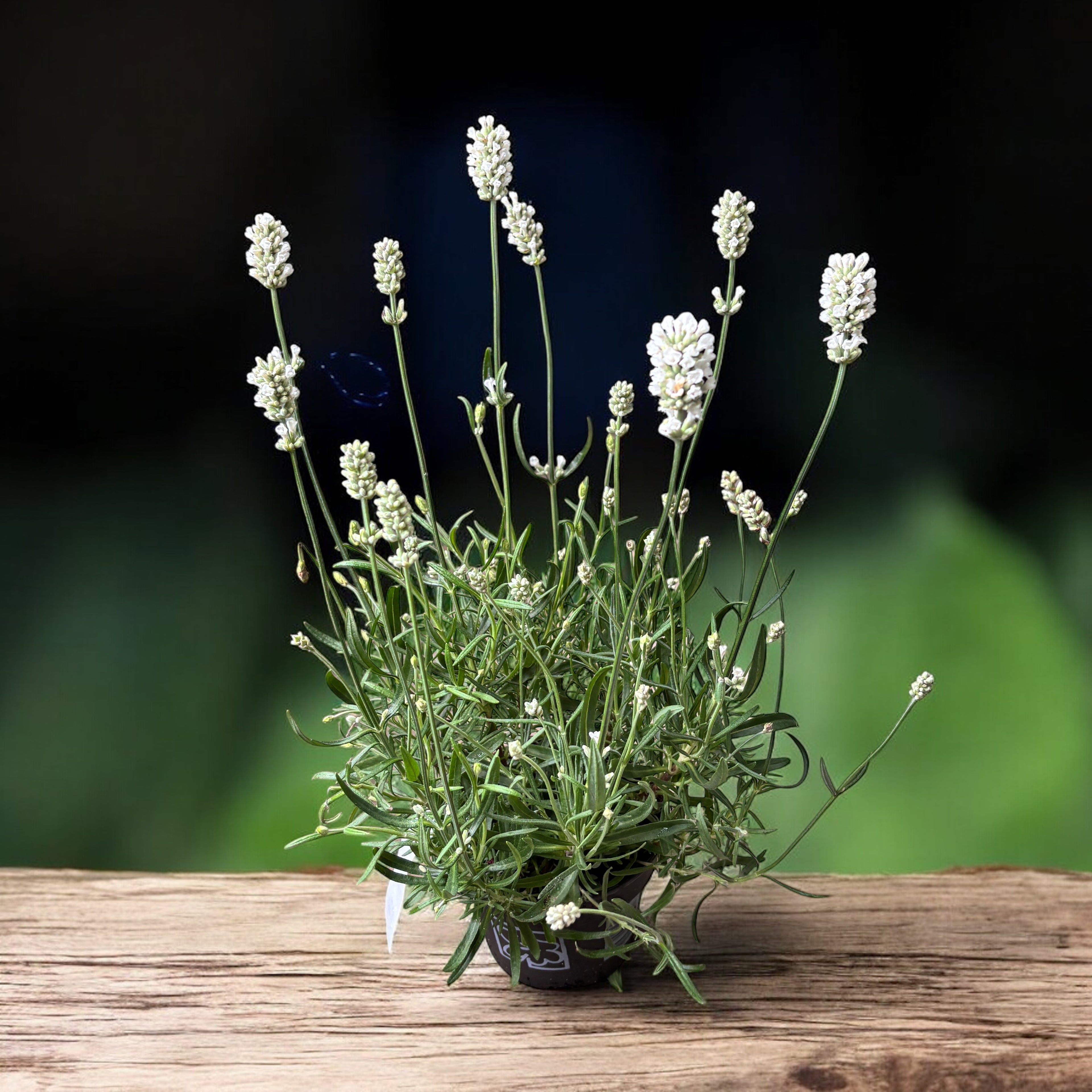 Lavanda alba in ghiveci - Lavandula angustifolia 'Edelweiss'