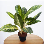 Aglaonema 'Key Lime' (Keylime) - XL példányok