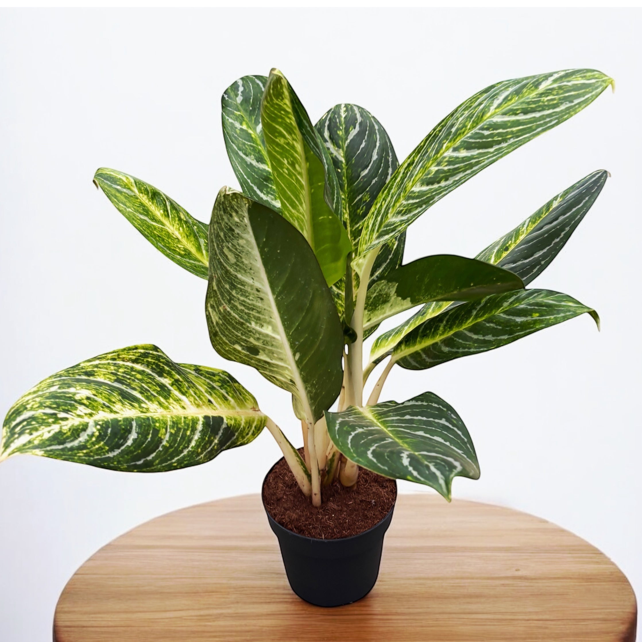 Aglaonema 'Key Lime’ (Keylime) - exemplare XL