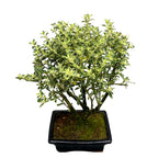 Bonsai Serissa Variegata (Bonsai für den Außenbereich) - Der Baum der 1000 Sterne
