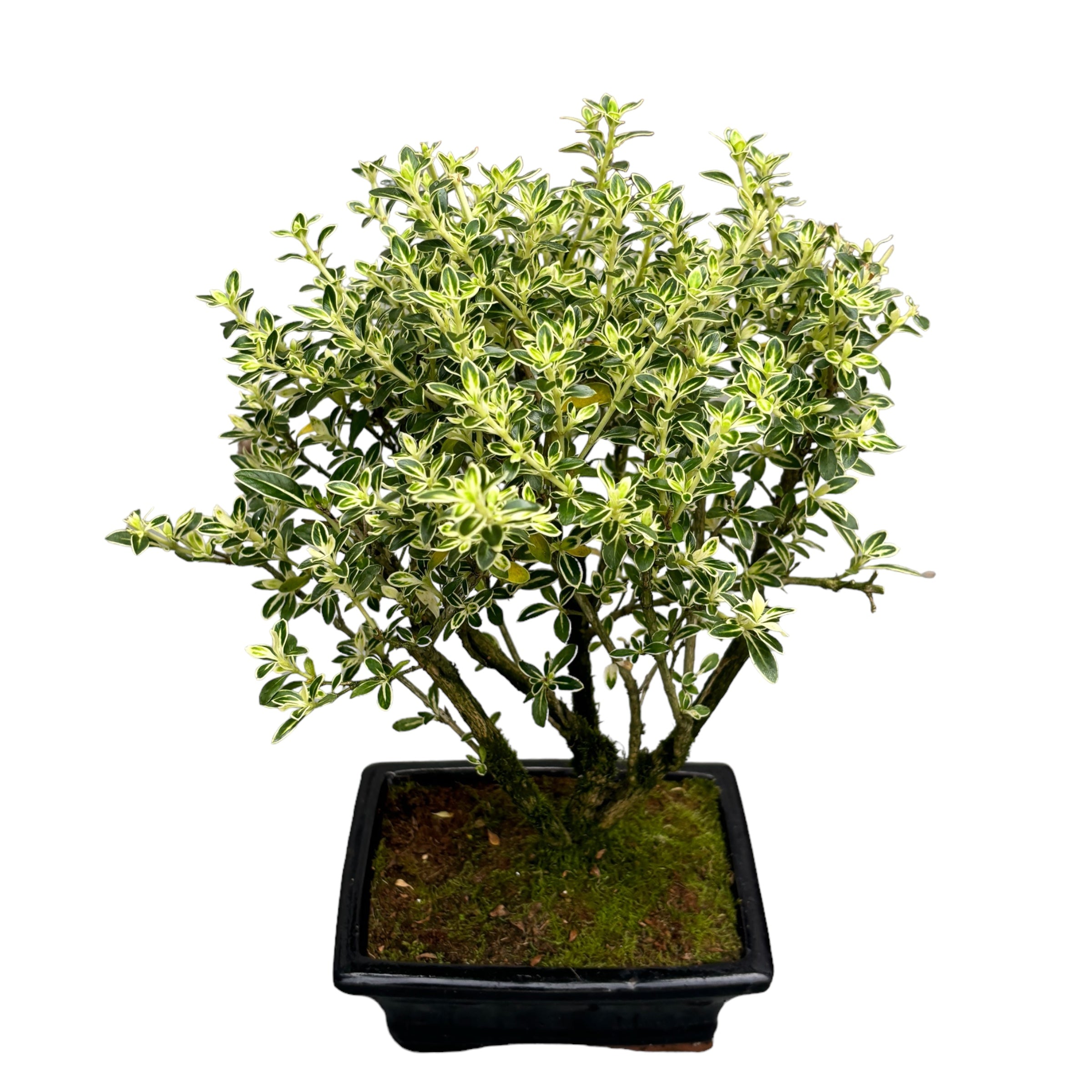 Bonsai Serissa Variegata (bonsai de exterior) - Arborele de 1000 de stele