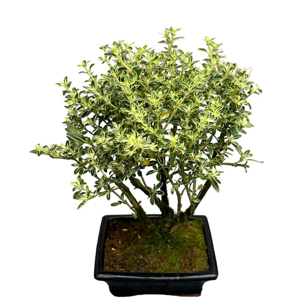 Bonsai Serissa Variegata (outdoor bonsai) - The tree of 1000 stars