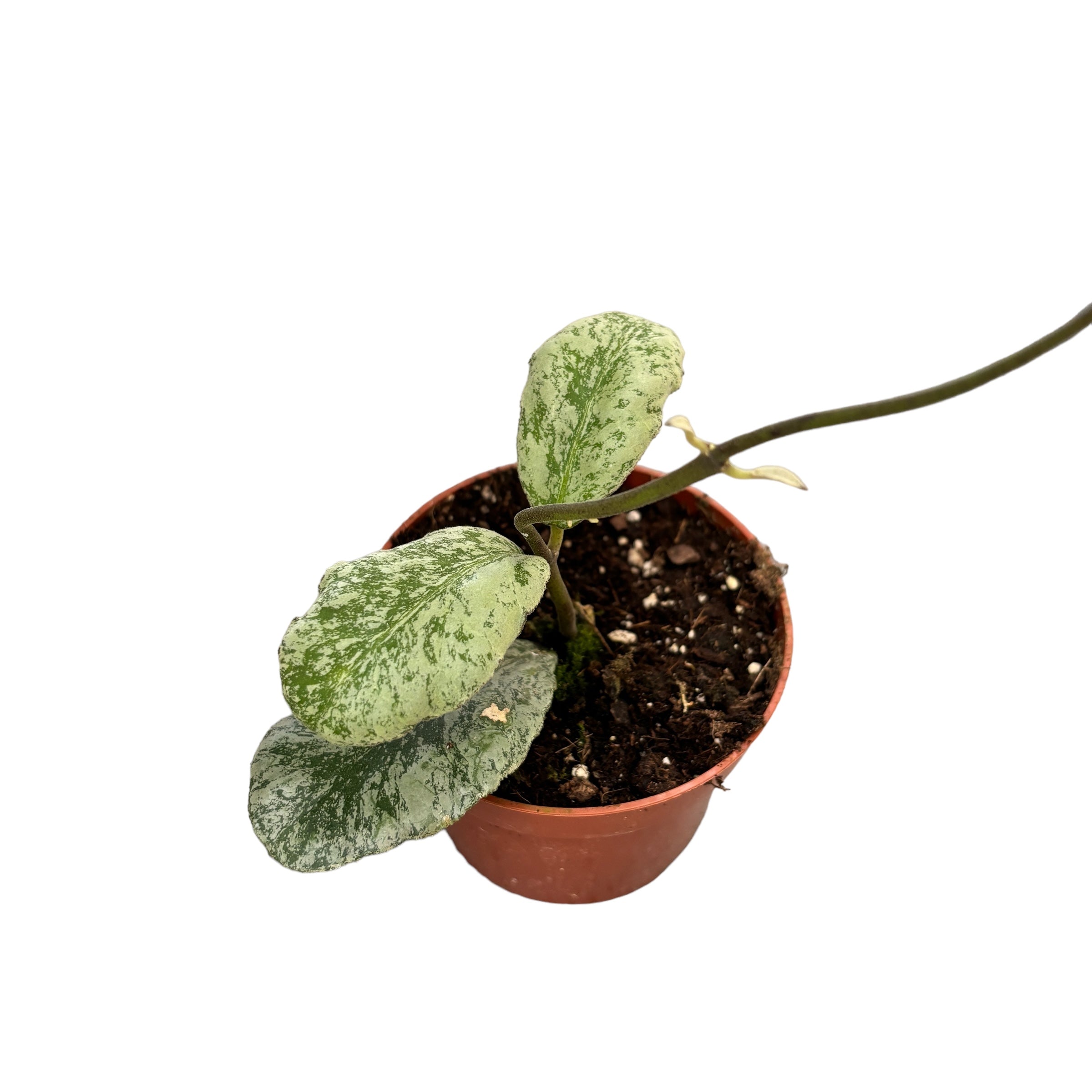 Hoya waymaniae 'Cloudy sky' (Kapuas)