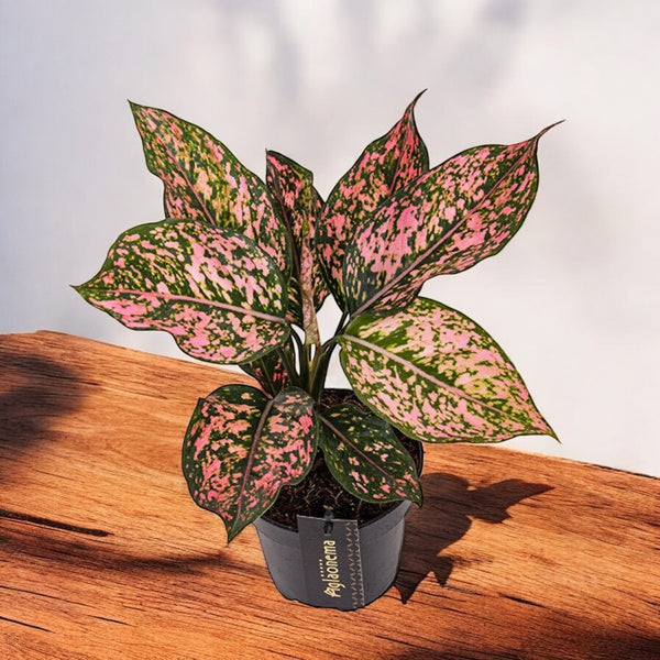 Aglaonema 'Pink Leopard'