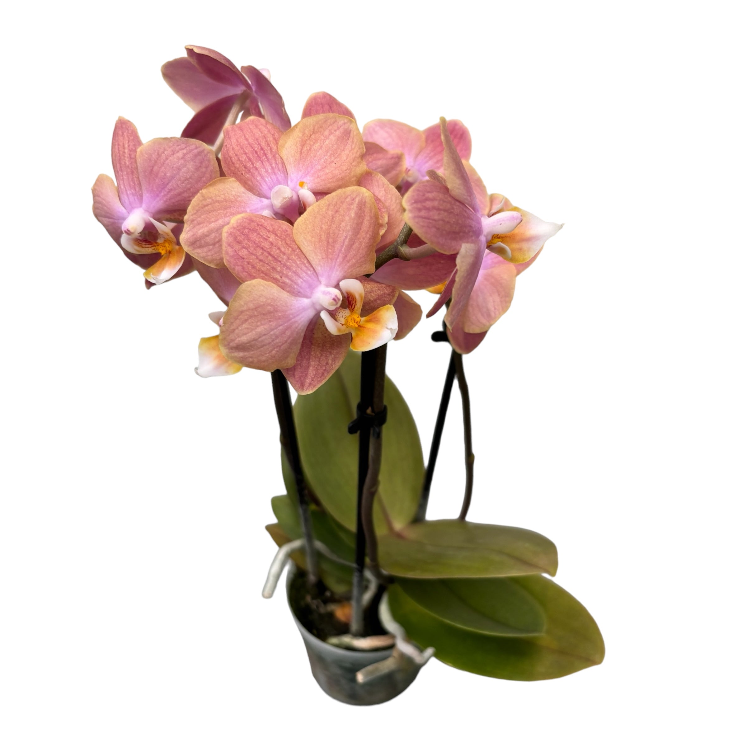 Phalaenopsis Aromio Pink - flori parfumate