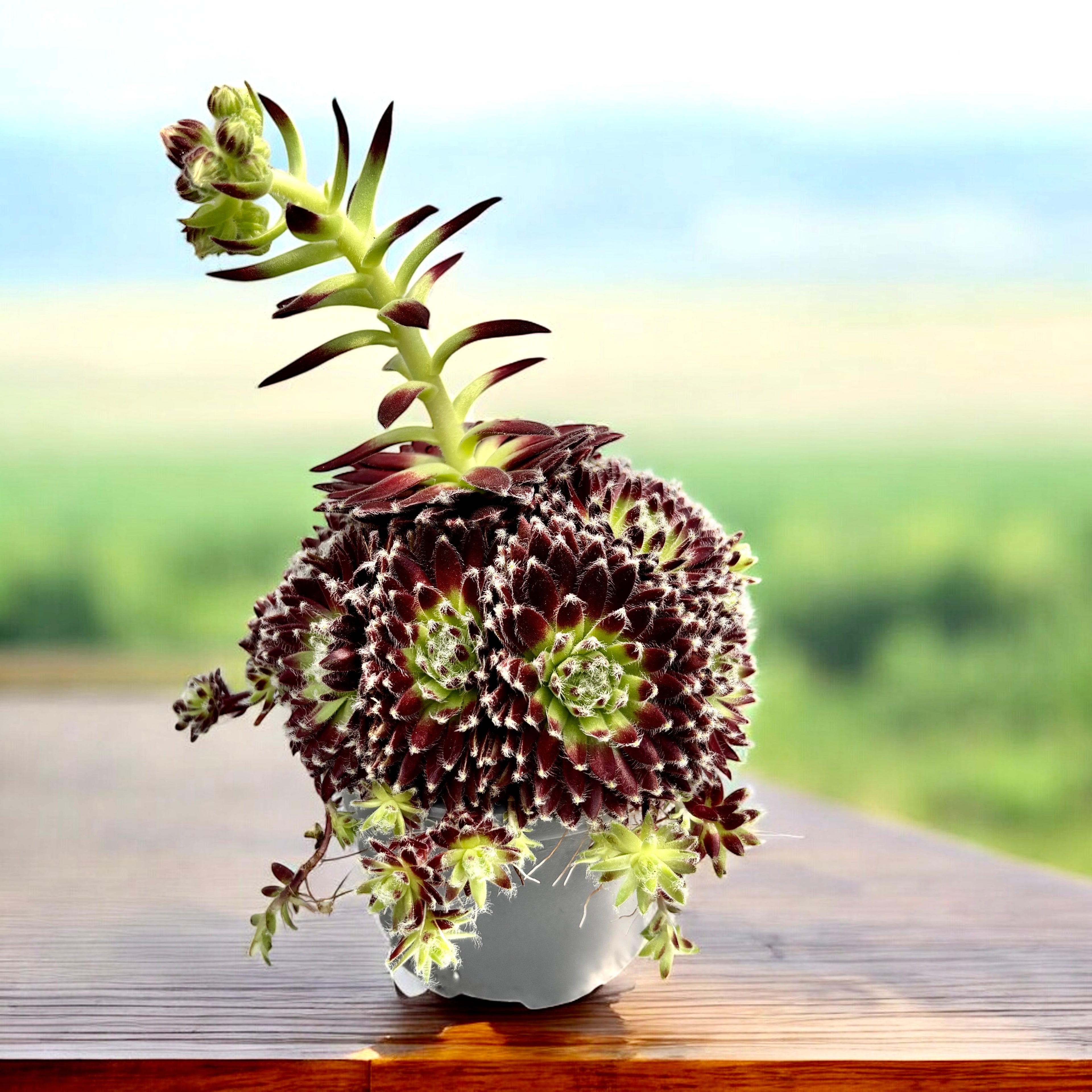 Sempervivum 'Viena' (Planta Urechelnita)