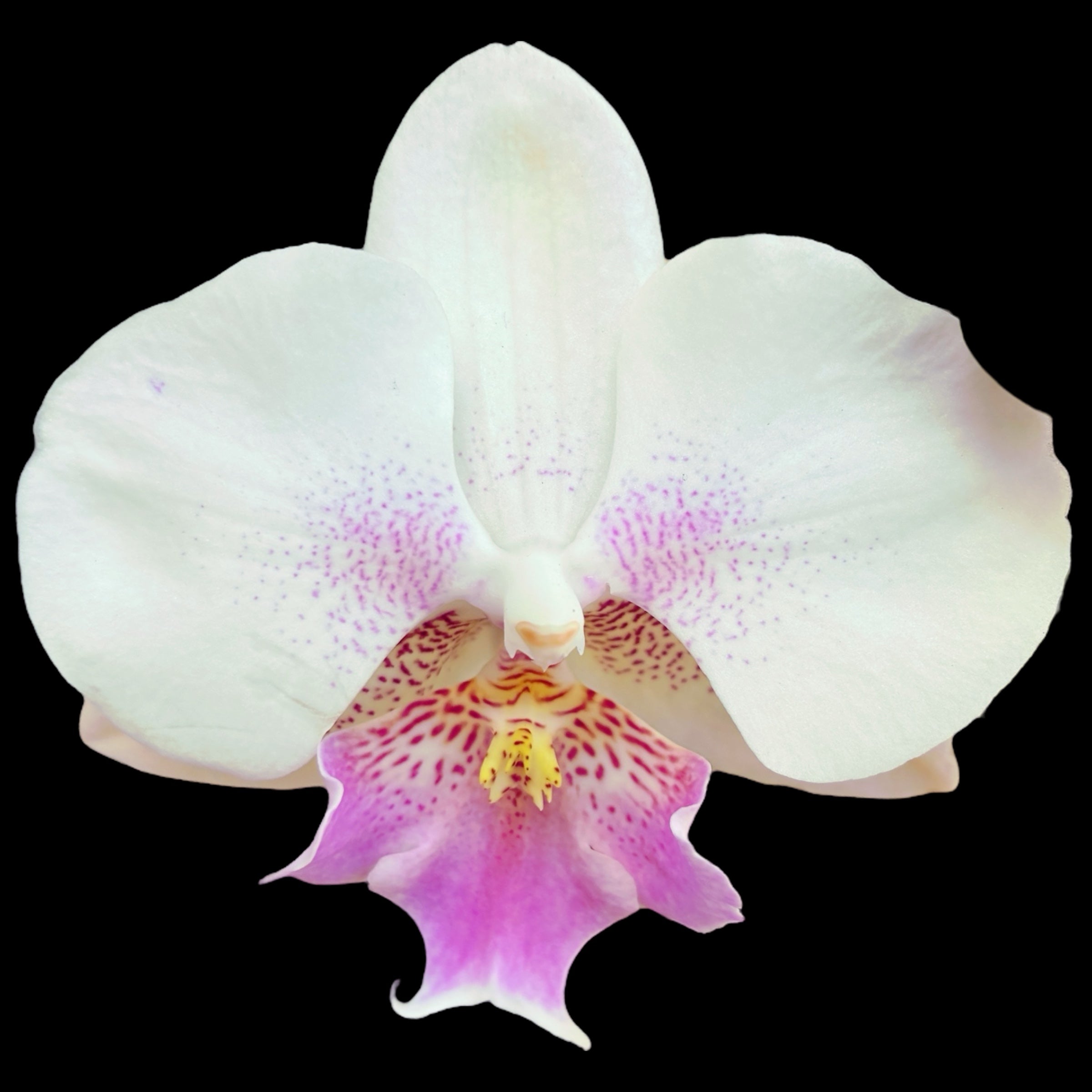 Phalaenopsis White Ebro grande labbro