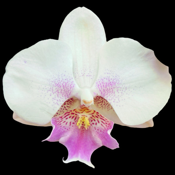 Phalaenopsis White Ebro big lip