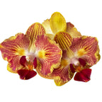 Phalaenopsis Fuller's Gold Stripe '458' (πελωρική - πεταλούδα)