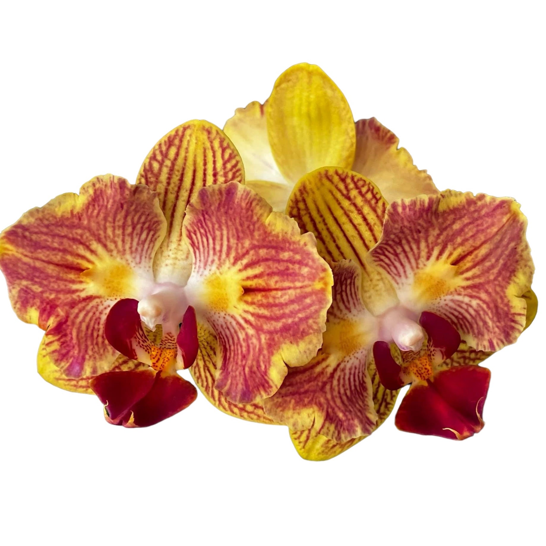 Phalaenopsis Fuller's Gold Stripe '458' (pélorique - papillon)