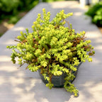 Sedum acre ‘Yellow Queen’ (iarba grasa aurie) - covor galben spectaculos