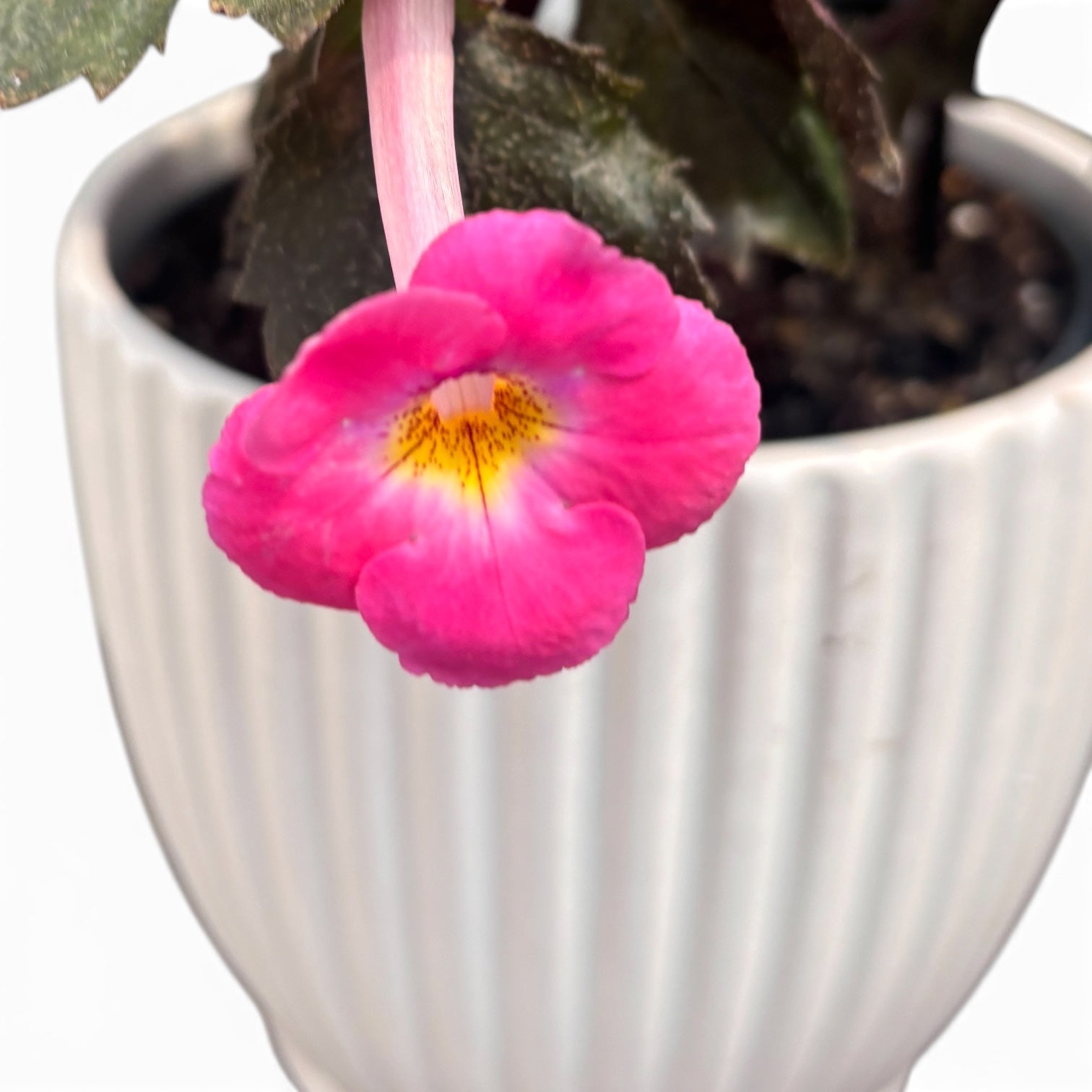 Achimenes „Apple Blossom“