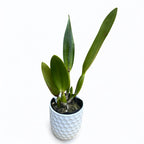 Rth. Shinfong Red Mudan - profumato