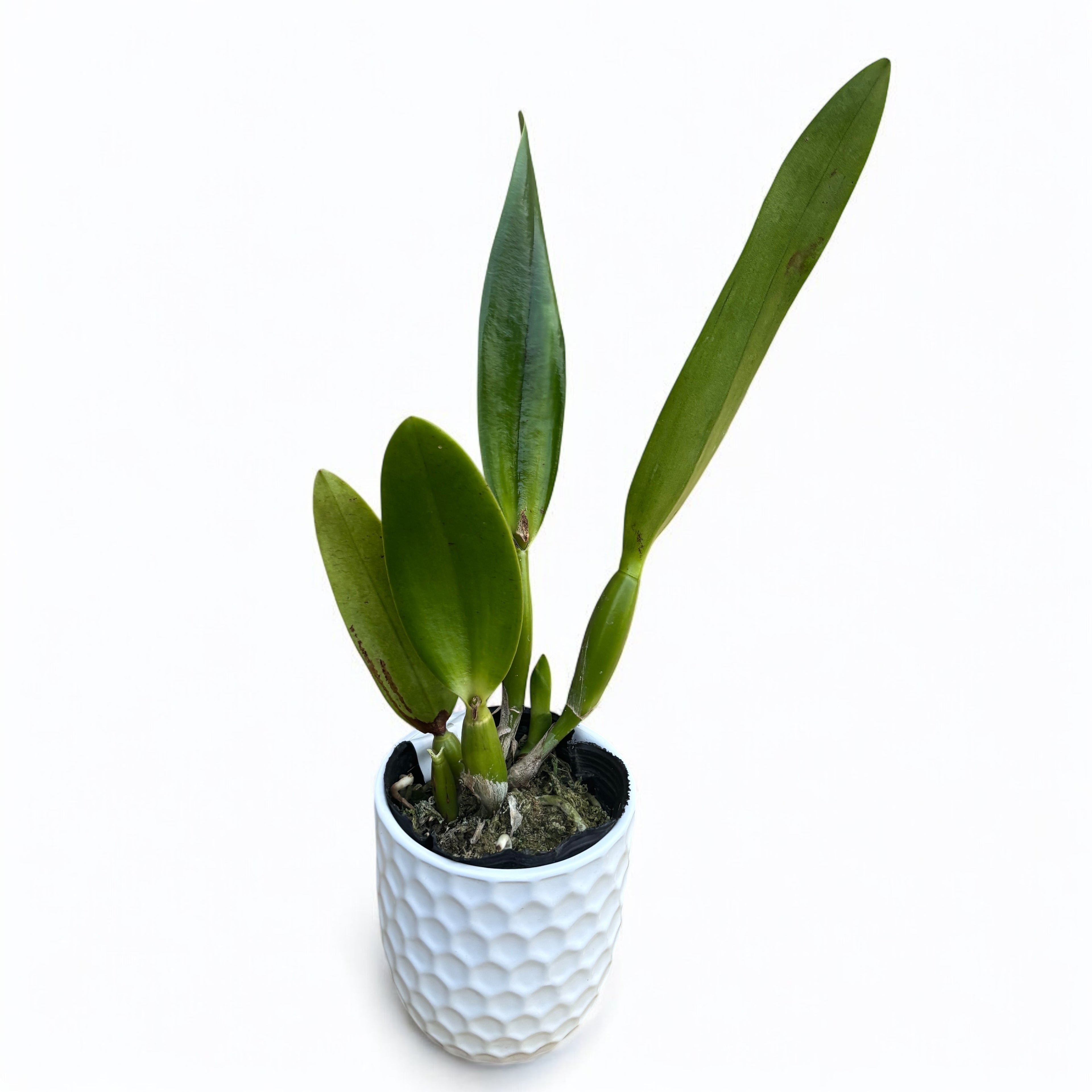 Rth. Shinfong Red Mudan - parfumat