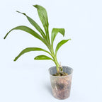 Voňavá čierna orchidea - Fredclarkeara After Dark 'SVO Black Pearl' FCC/AOS