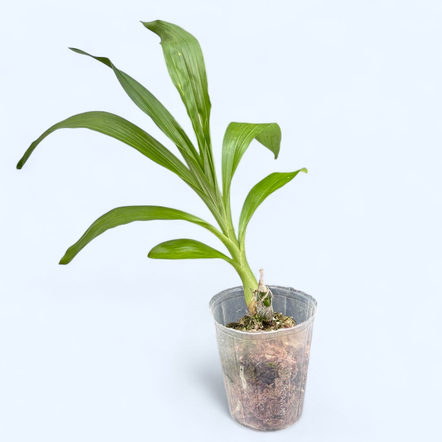 Orhidee neagra parfumata - Fredclarkeara After Dark 'SVO Black Pearl' FCC/AOS