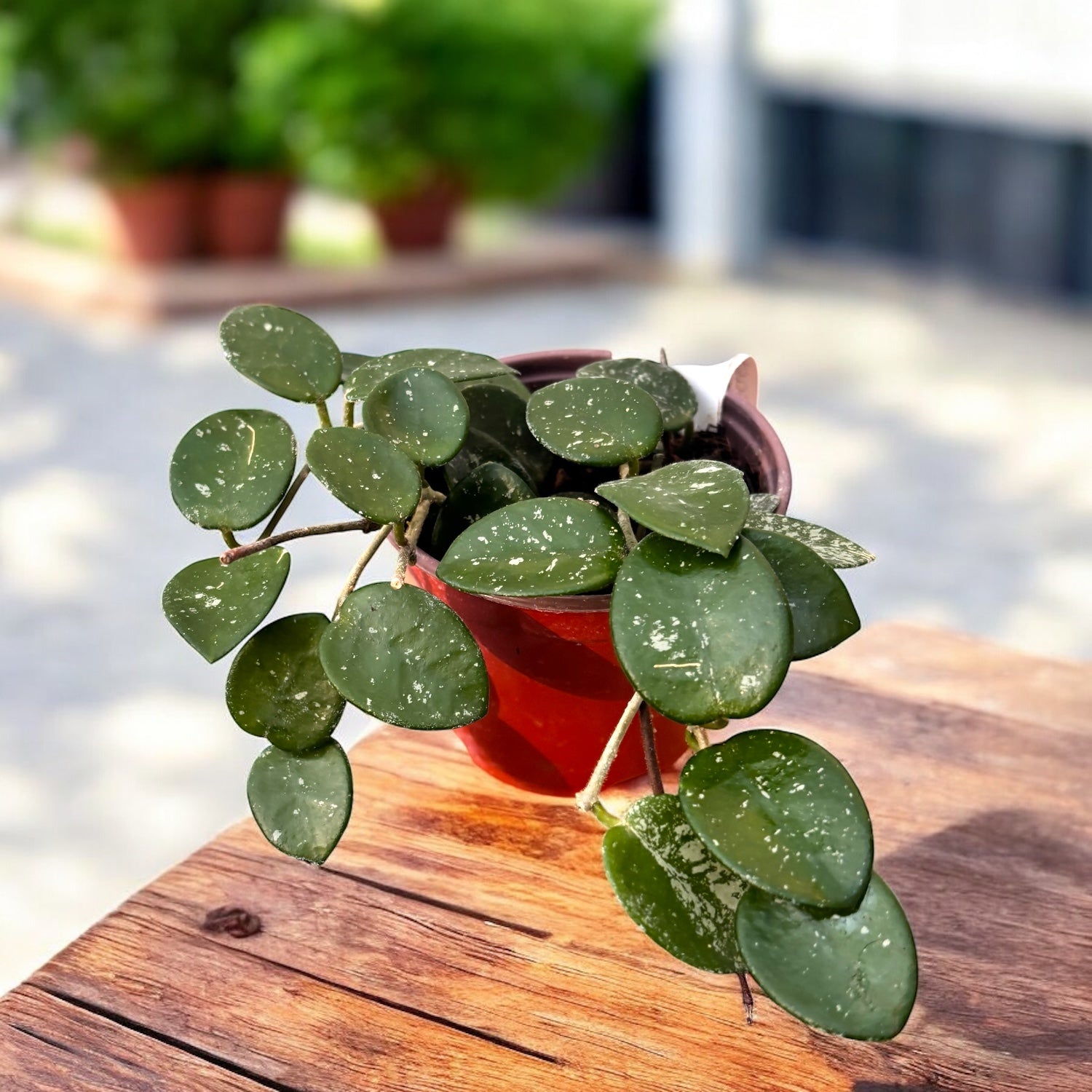 Hoya Mathilde D9 - parfumata