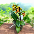 Phalaenopsis Lioulin Love - fleurs peloriques & parfumées