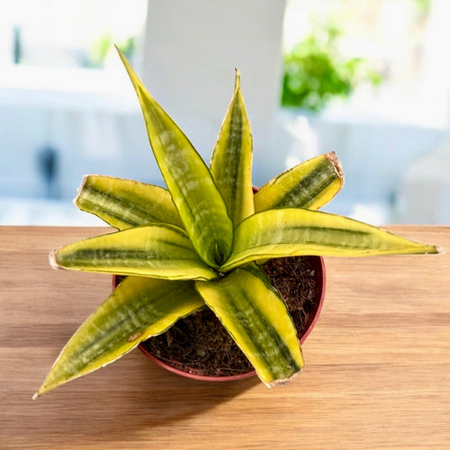 sansevieria gabriella hybrid Sansevieria 'Gabriella Variegata' – Secret Garden Plant Shop